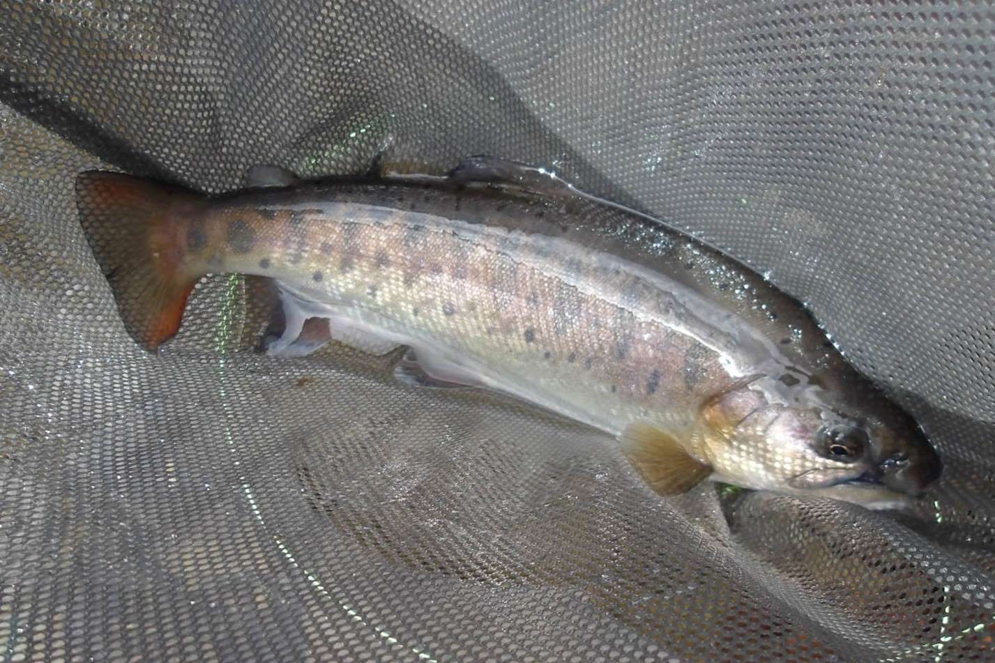 趣味はフライフィッシング:春爛漫のヤマメ釣り