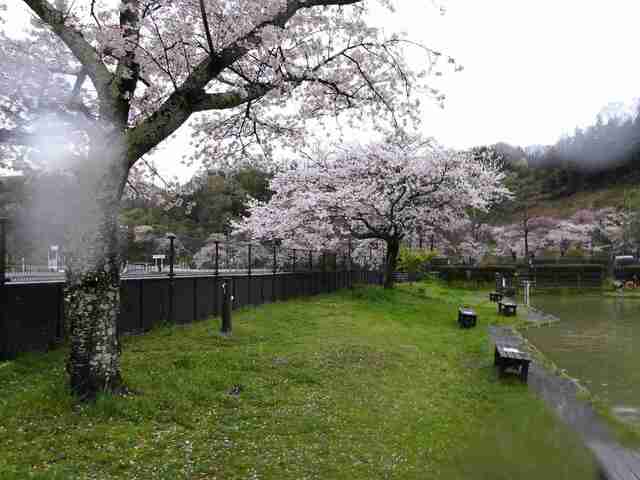 240409秋川湖 (57-1).jpg